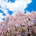 How to Plant and Care for a Weeping Cherry Tree