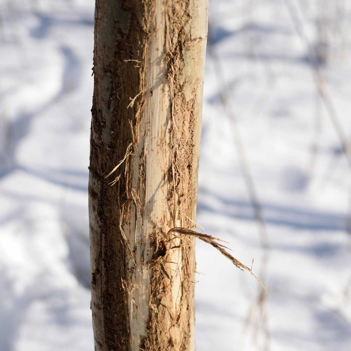 Winter Tree Damage 