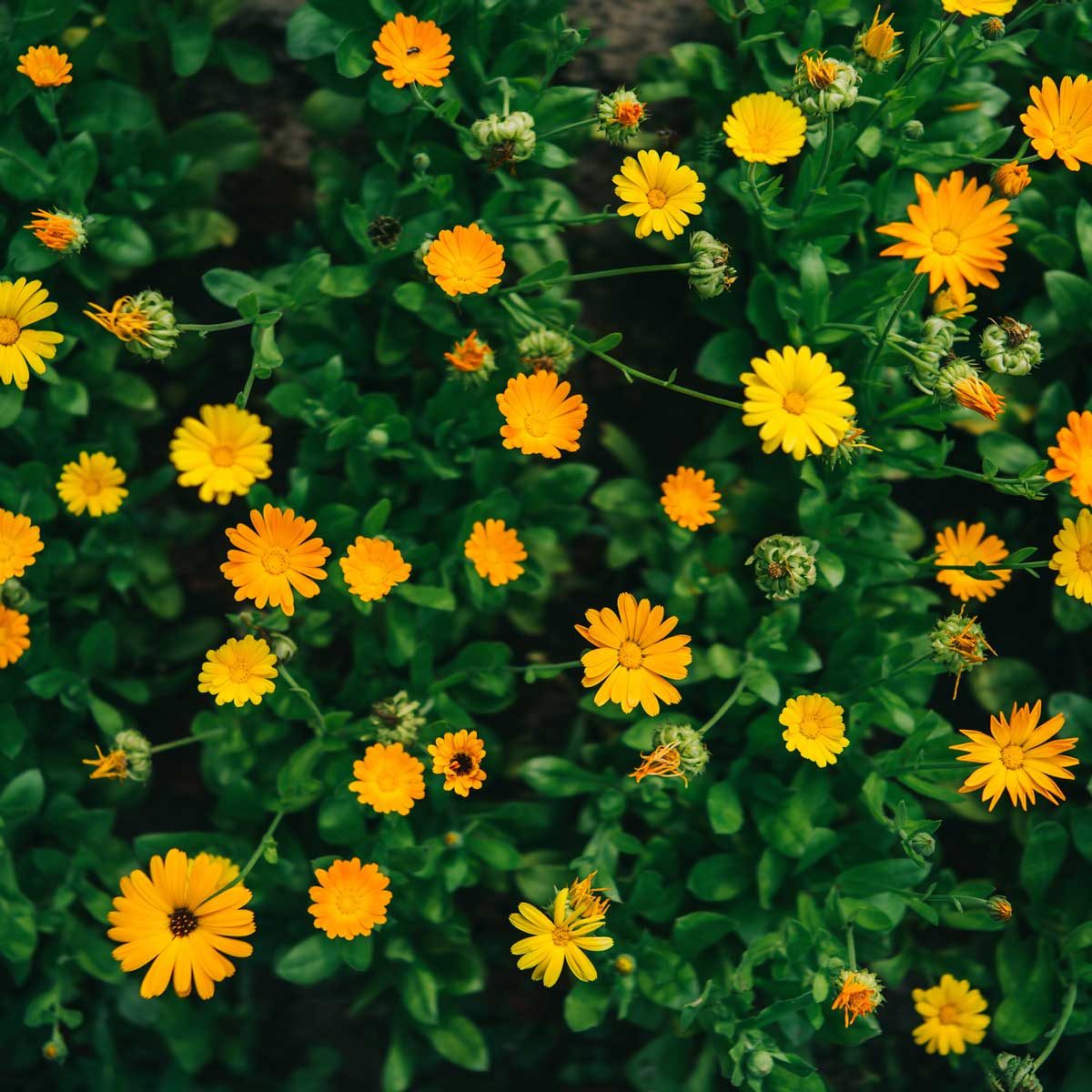 Calendula 