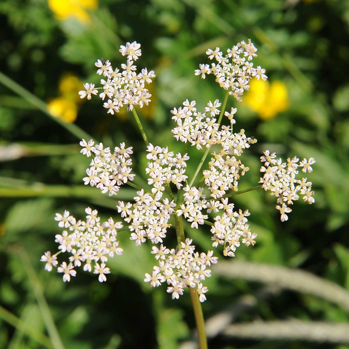 Caraway Flowers 