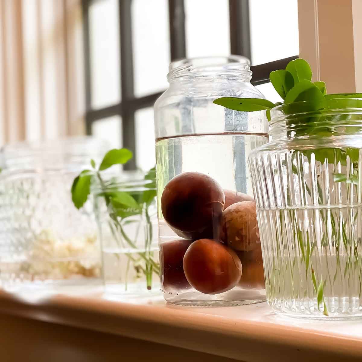 Plants growing in window sill