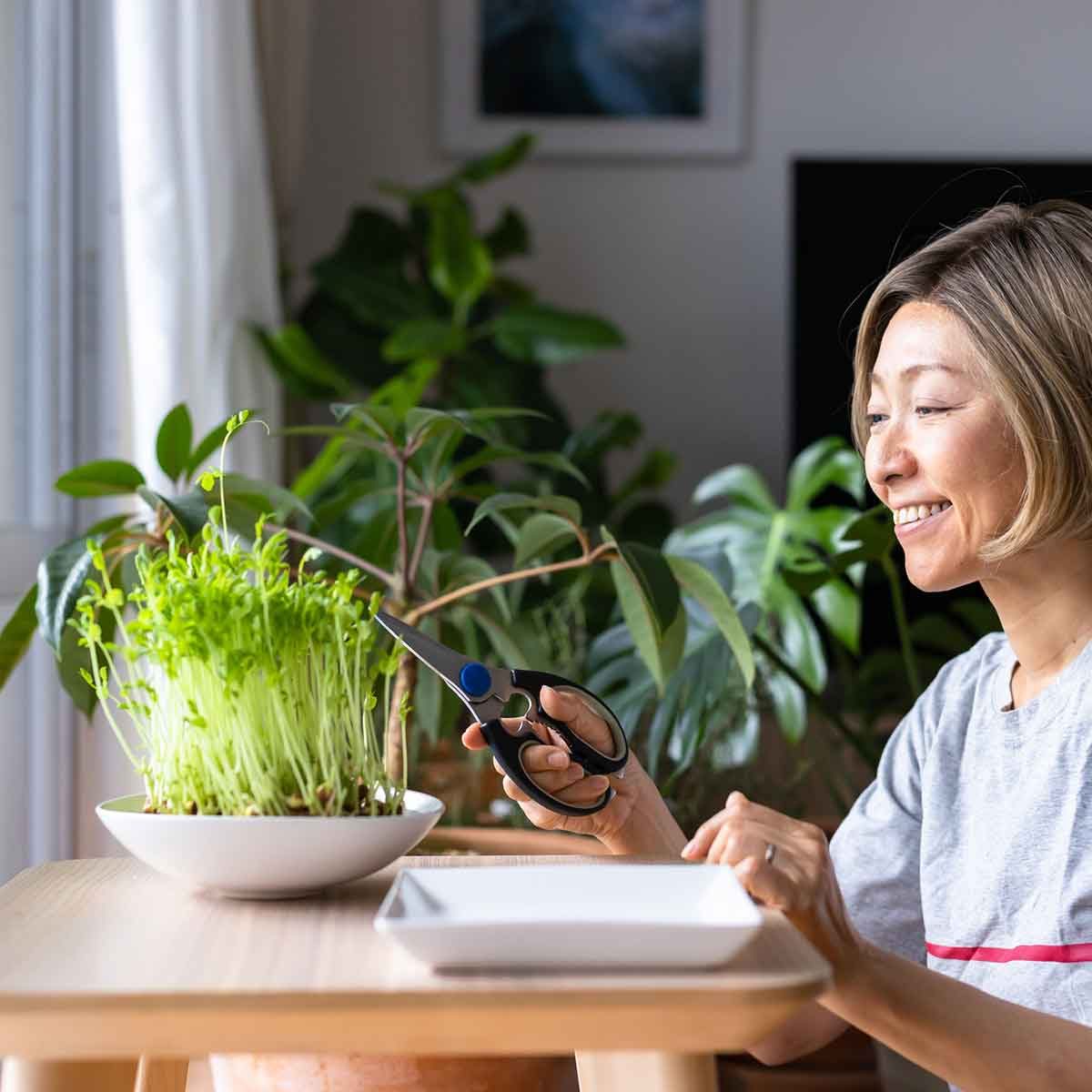 harvesting plants indoors