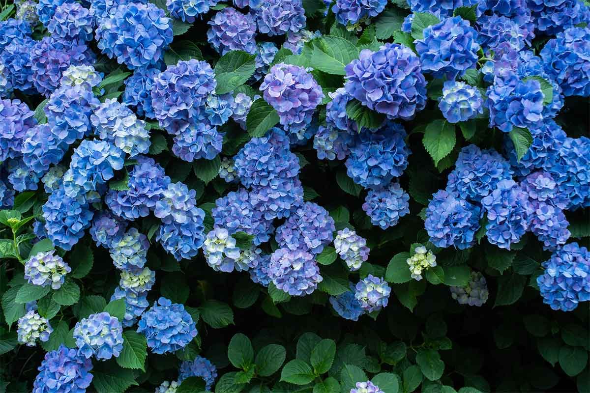 hydrangeas flowers