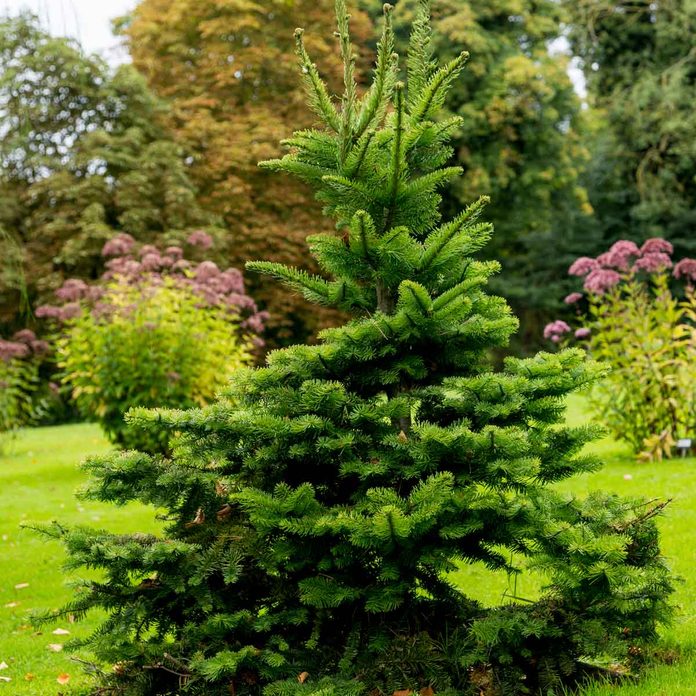 Norway Spruce
