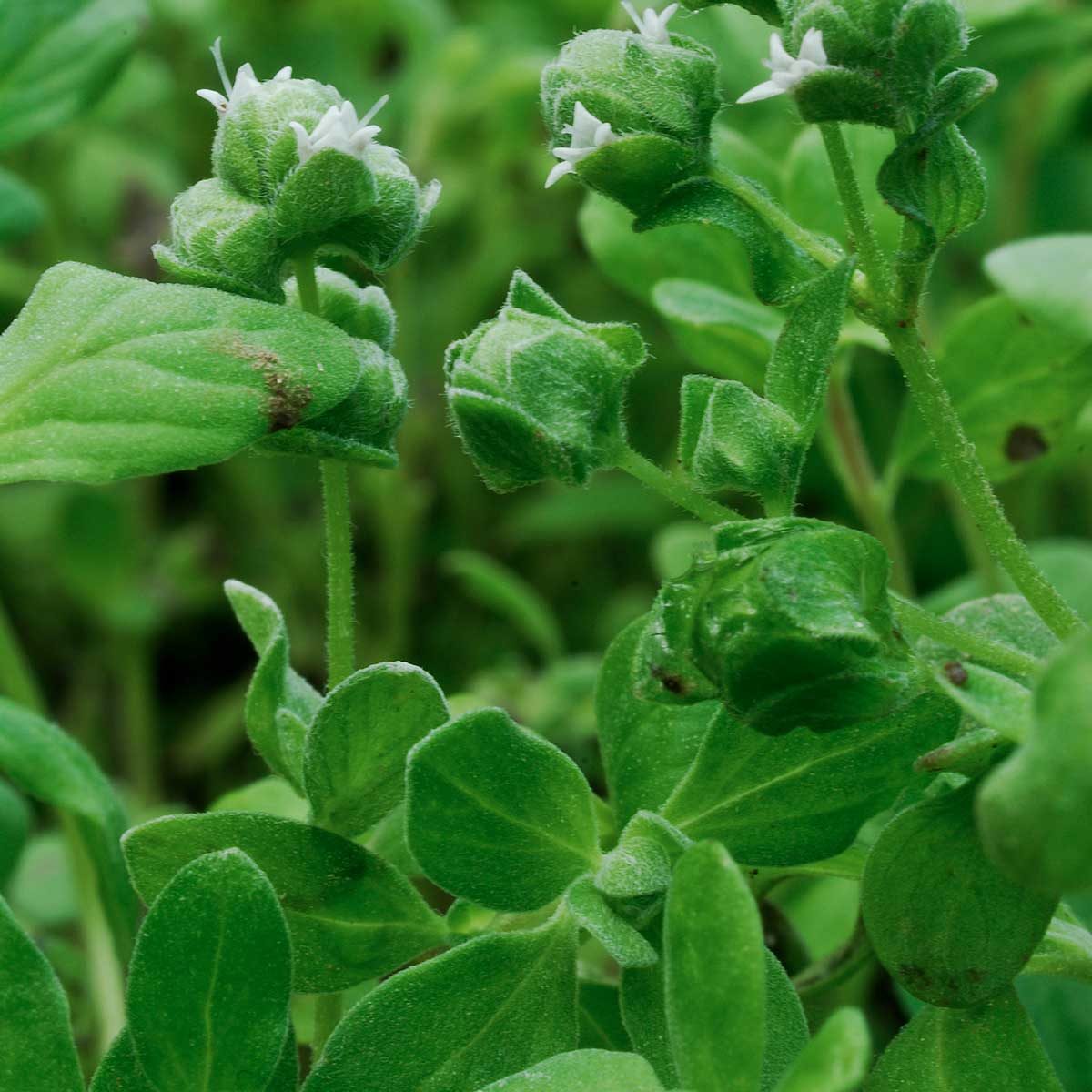 Sweet Marjoram 