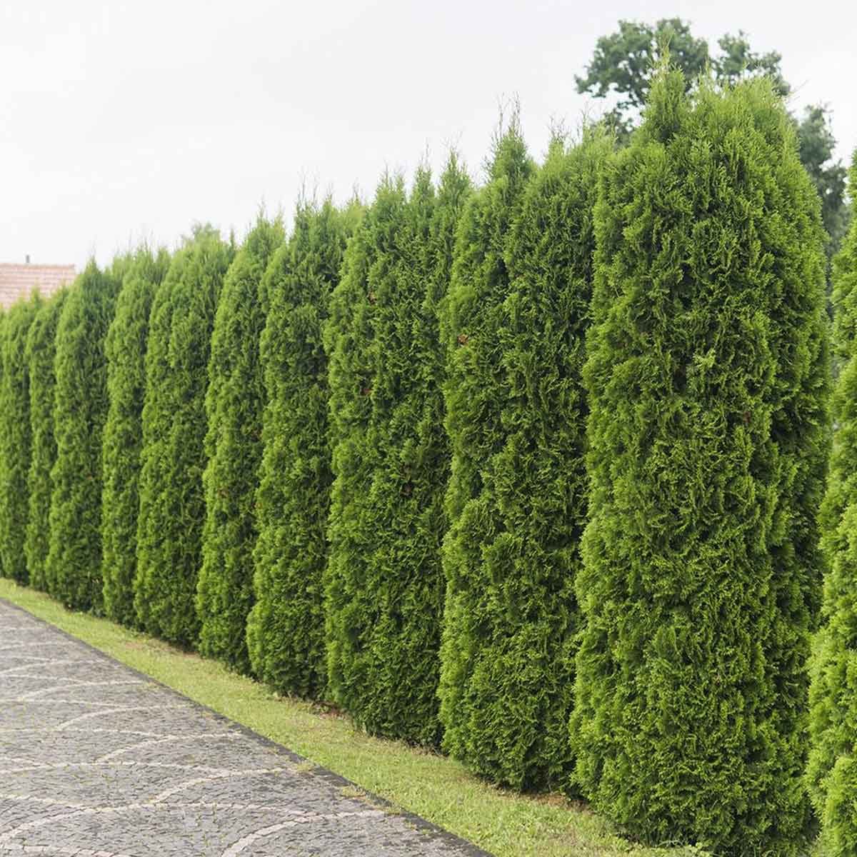 Arborvitae