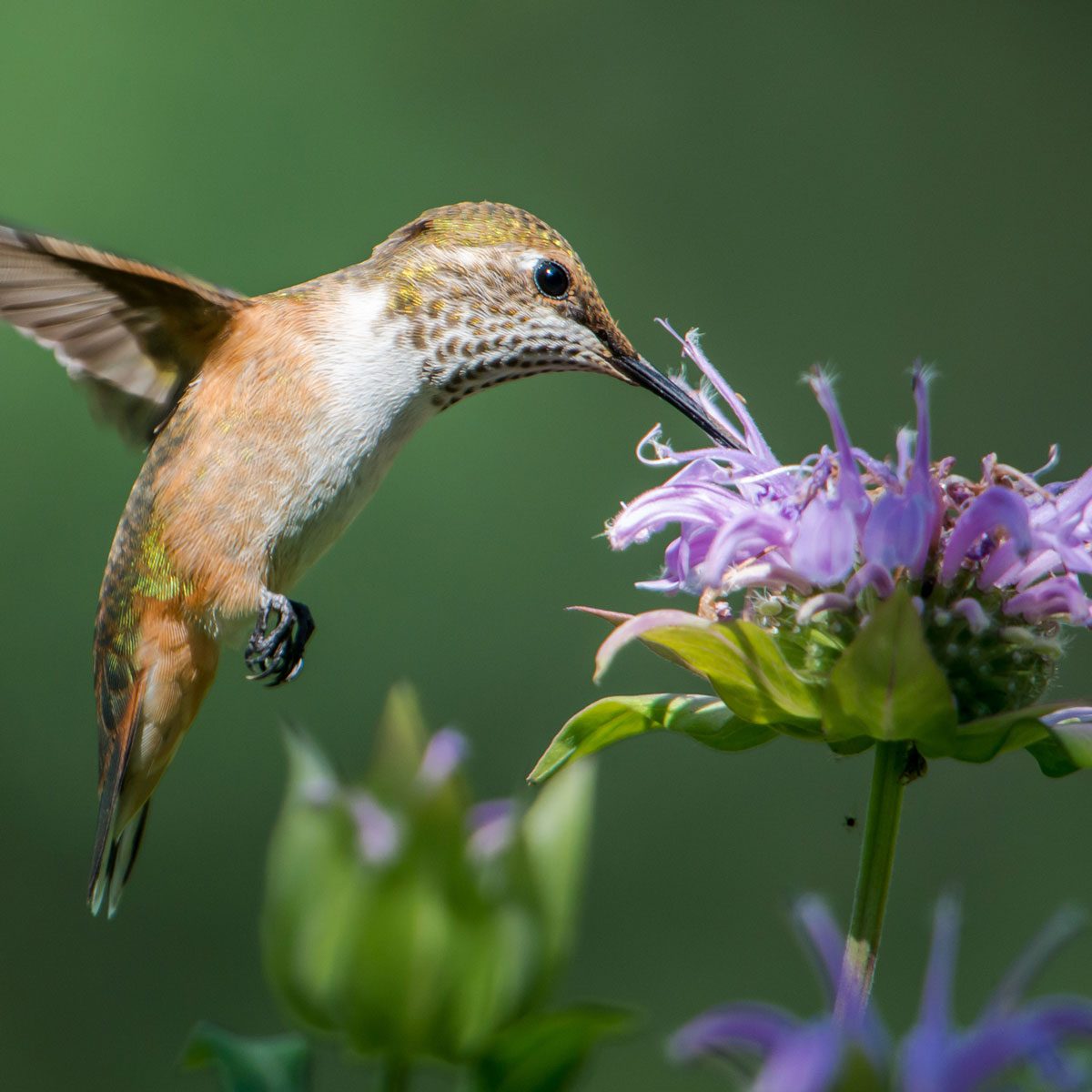 Bee Balm 