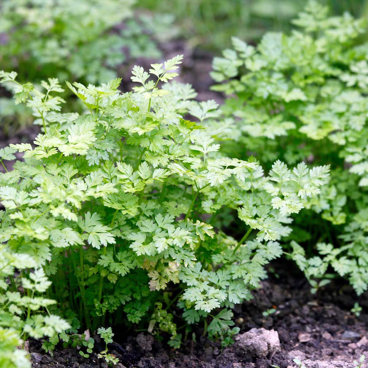 Chervil 