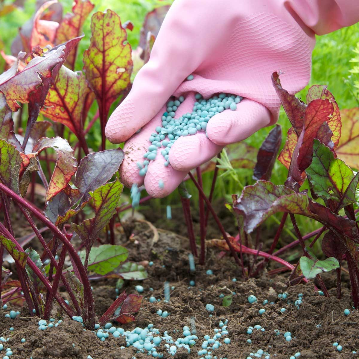 Garden Fertilizer