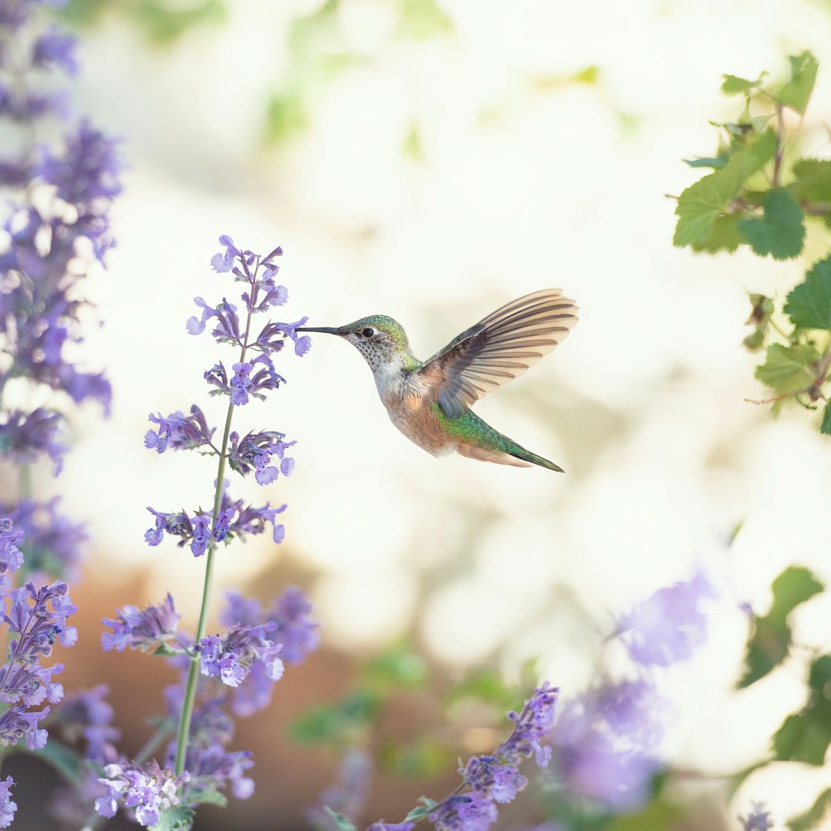 6 Herbs for Hummingbirds