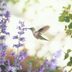 6 Herbs for Hummingbirds