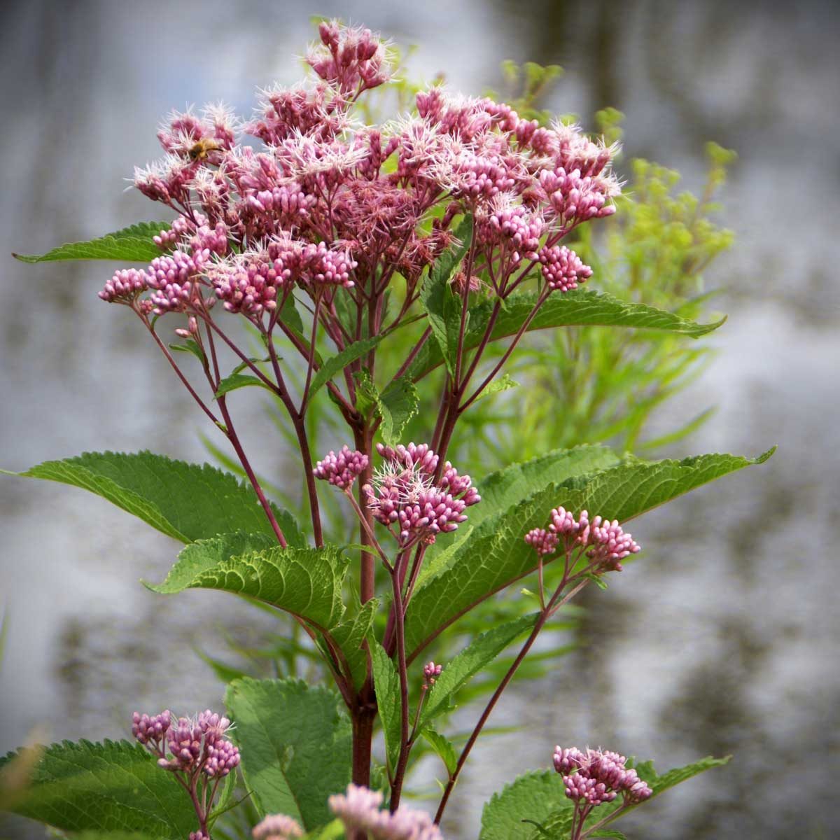 Joe Pye Weed