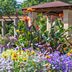 10 Tall Outdoor Plants for Landscaping