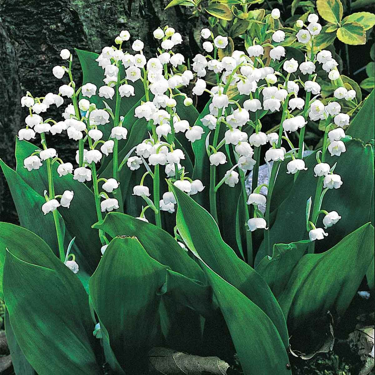 Lily Of The Valley