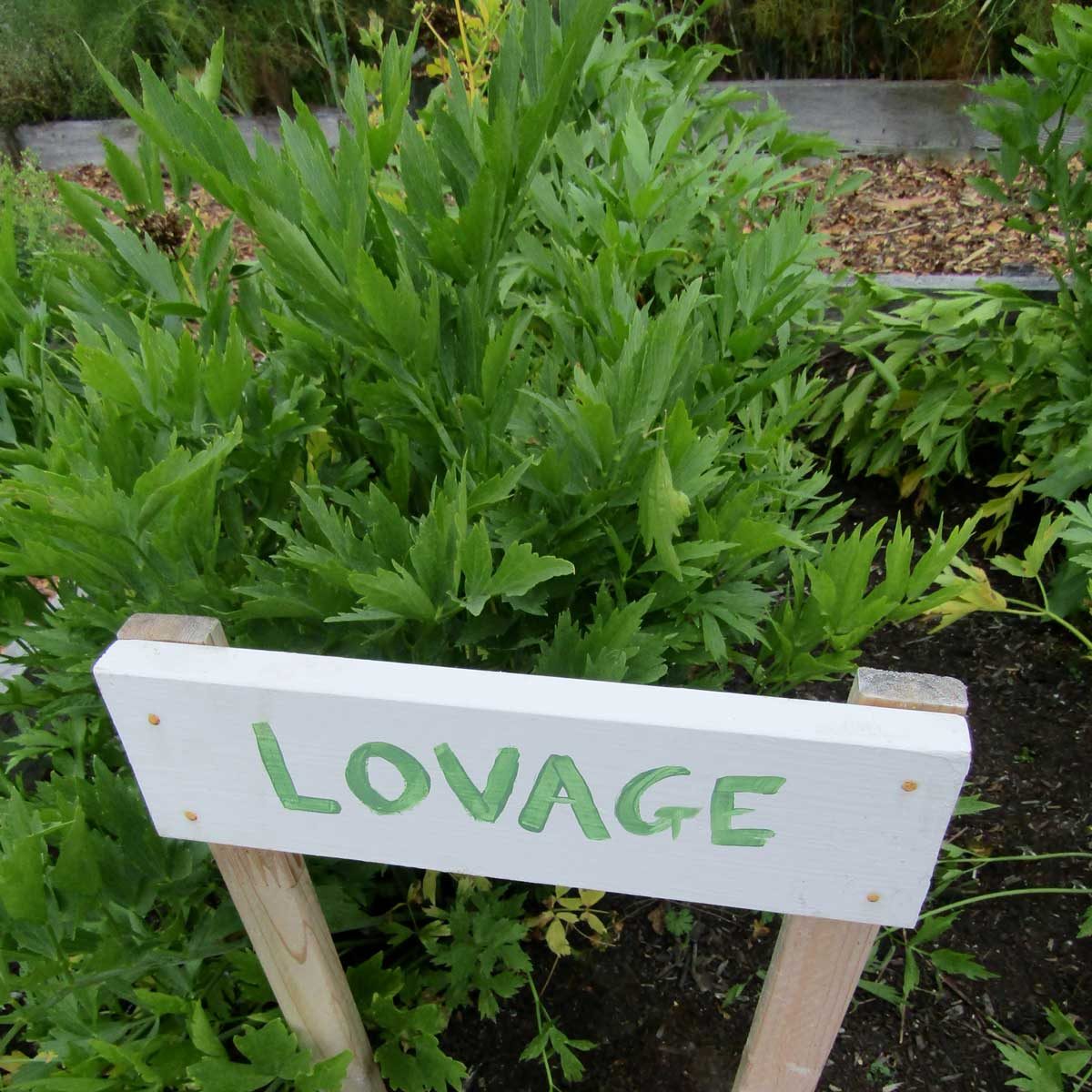 Lovage 