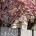 How to Plant and Grow a Magnolia Tree