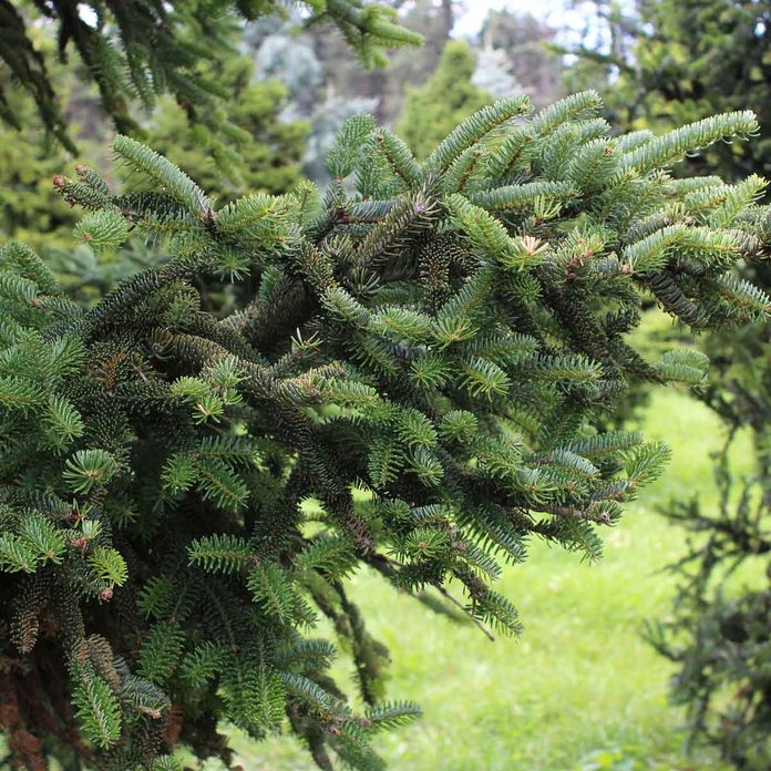 Oriental Spruce