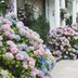 Tips for Growing and Caring for Hydrangeas