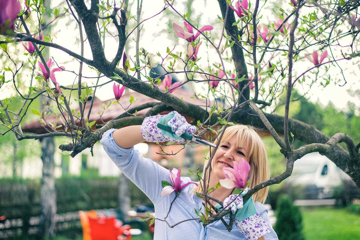 Pruning A Magnolia Tree