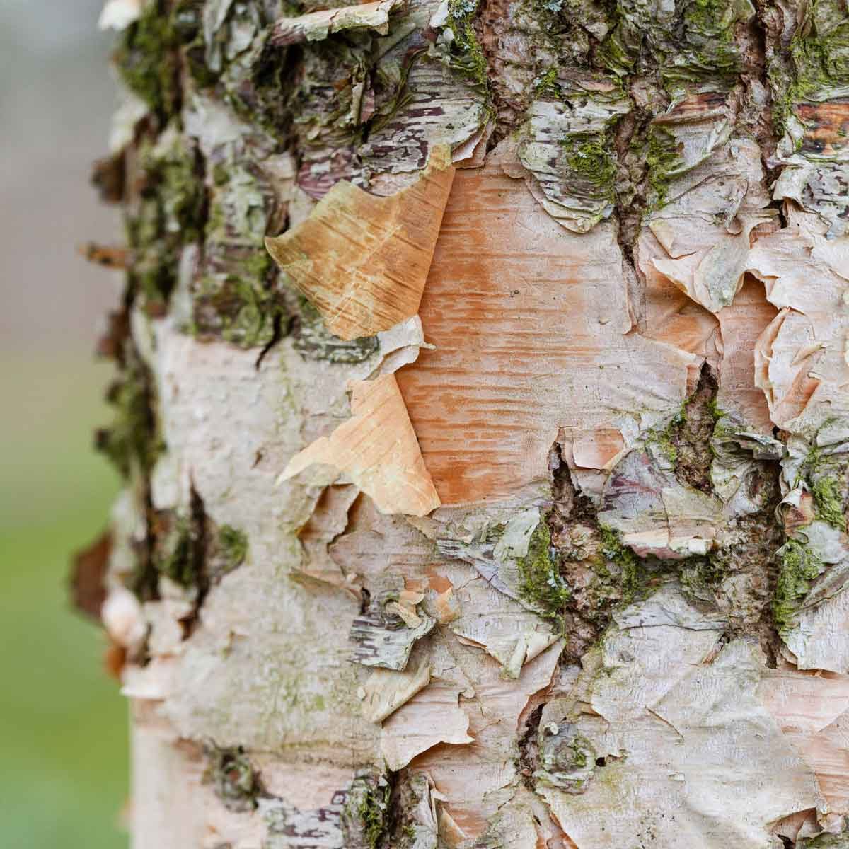 How To Plant and Grow a River Birch Tree