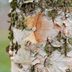 How To Plant and Grow a River Birch Tree