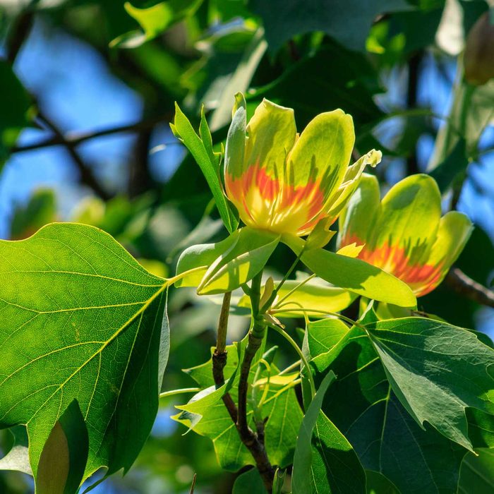 Tulip Tree Flowers