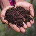 Vermicomposting: A Beginner's Guide