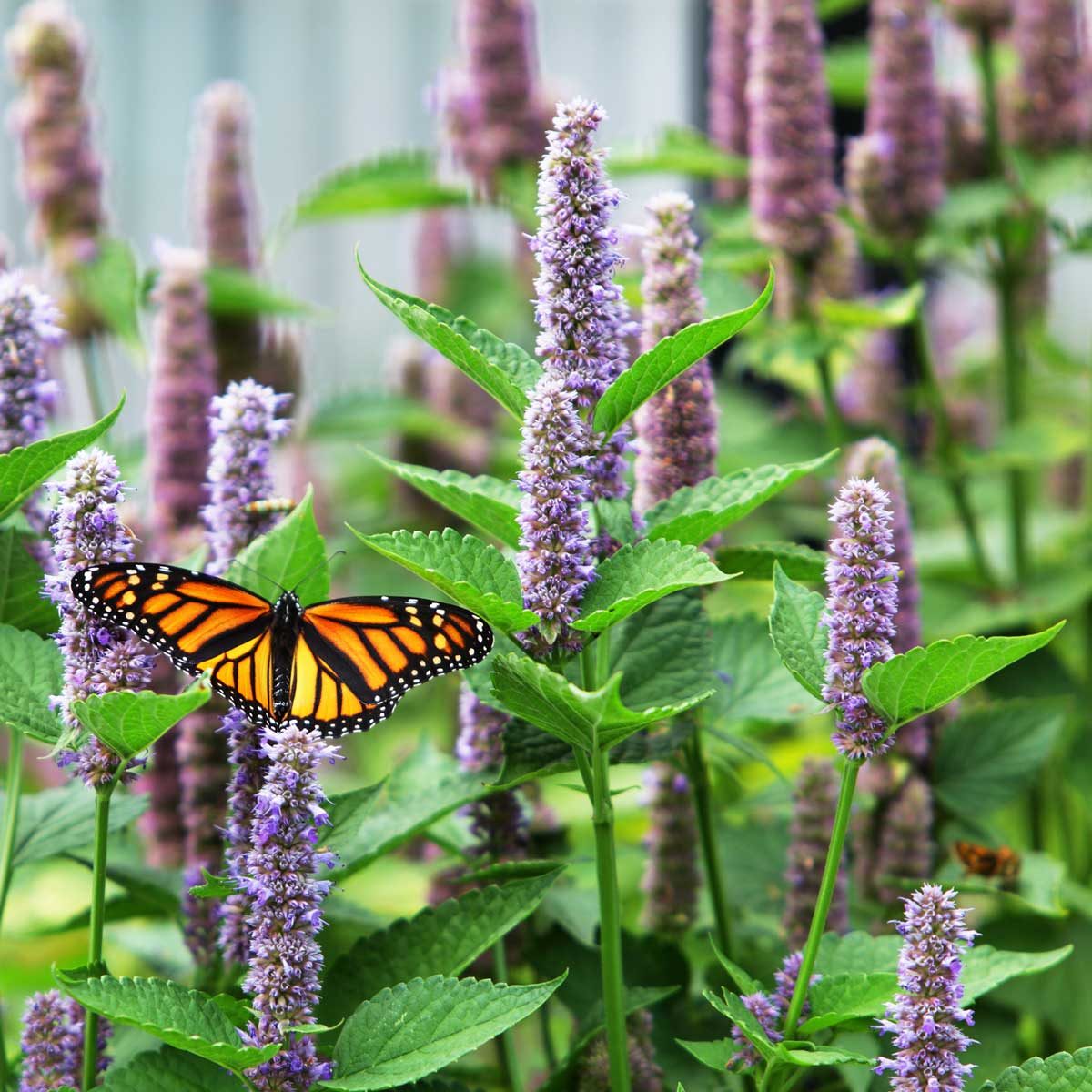 Anise Hyssop