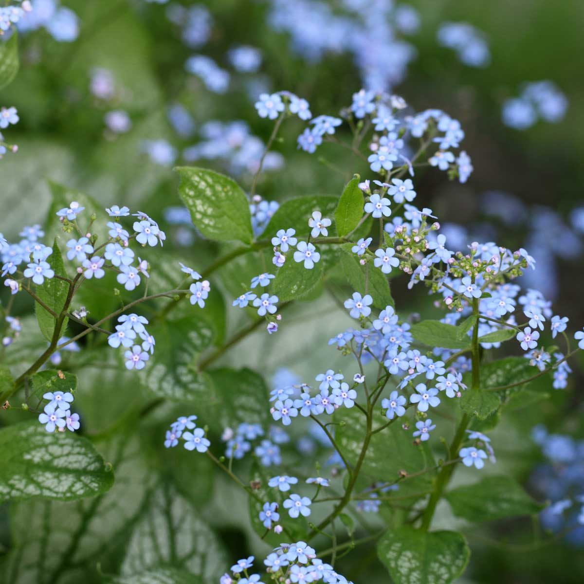 Brunnera