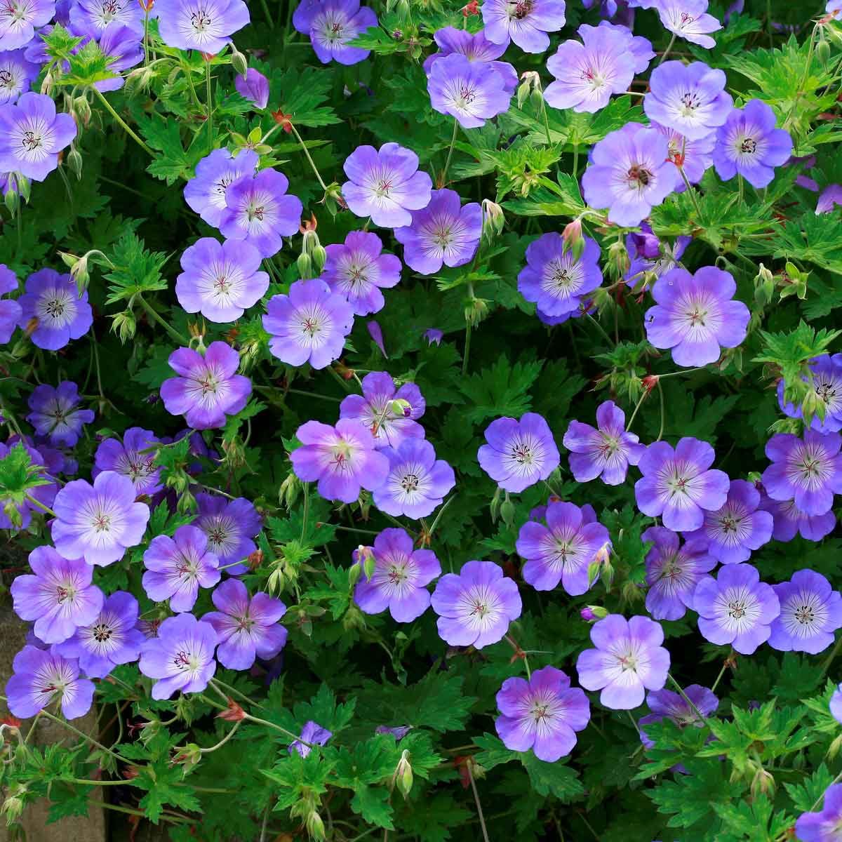 Cranesbill