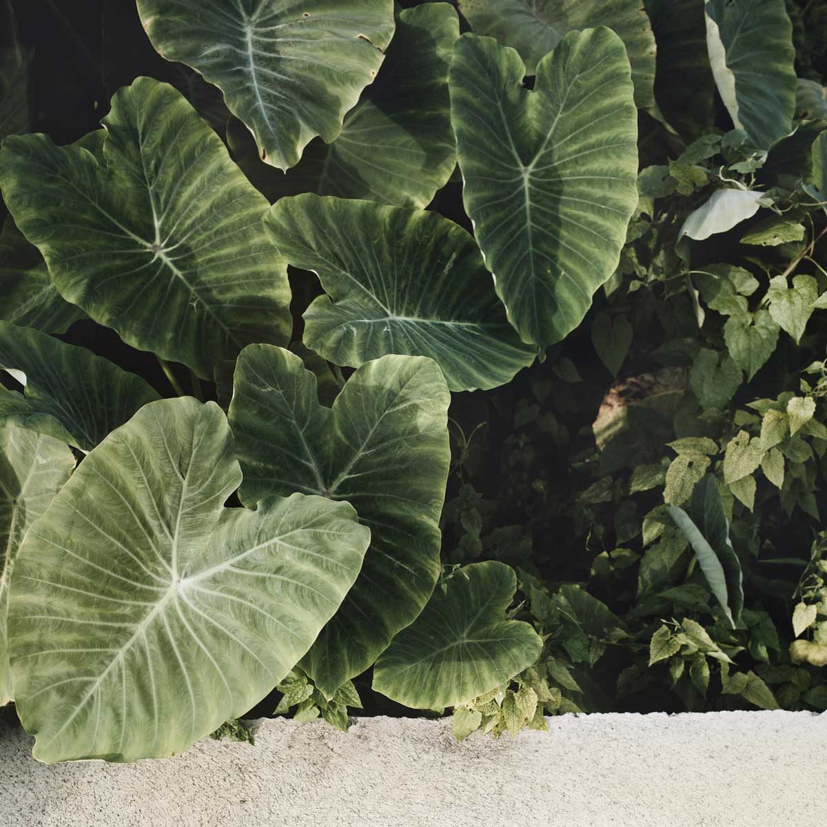 Elephant Ear Colocasia 