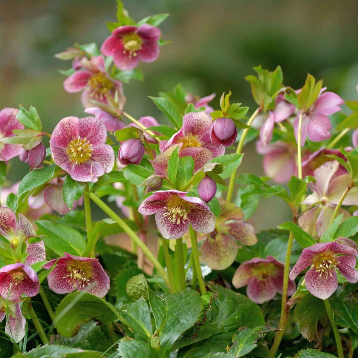 Hellebore