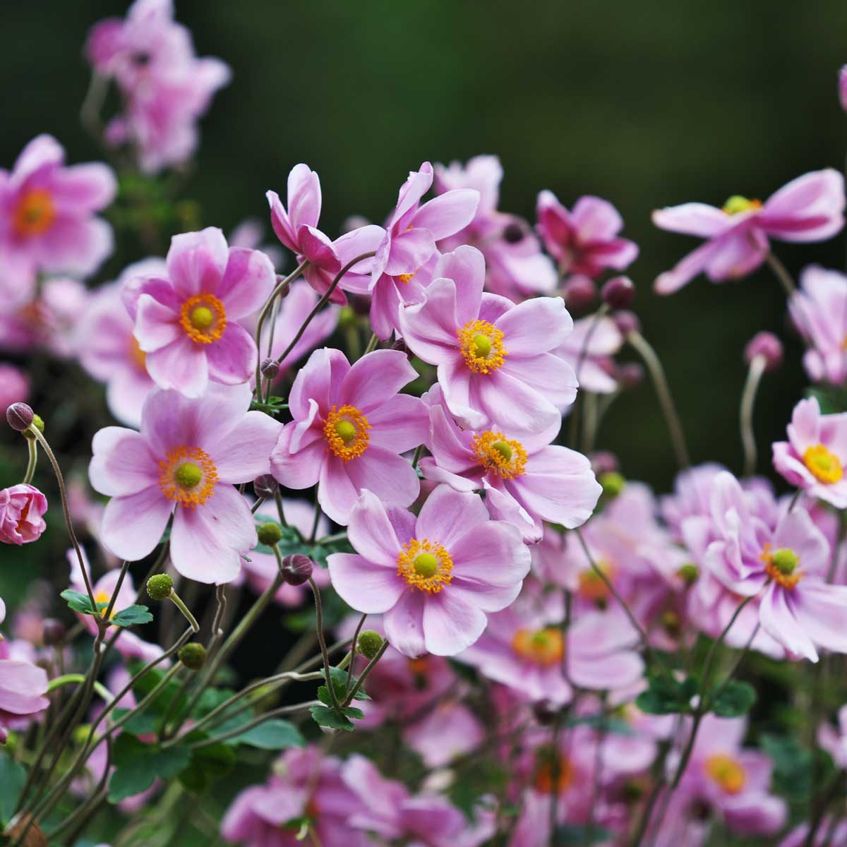 Japanese Anemone