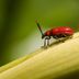 How to Get Rid of Leaf Beetles in Your Garden