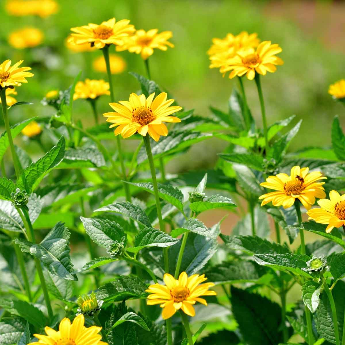 Oxeye Daisy