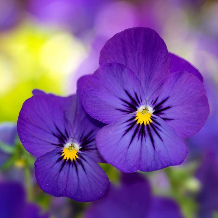 Pansies (Violas)