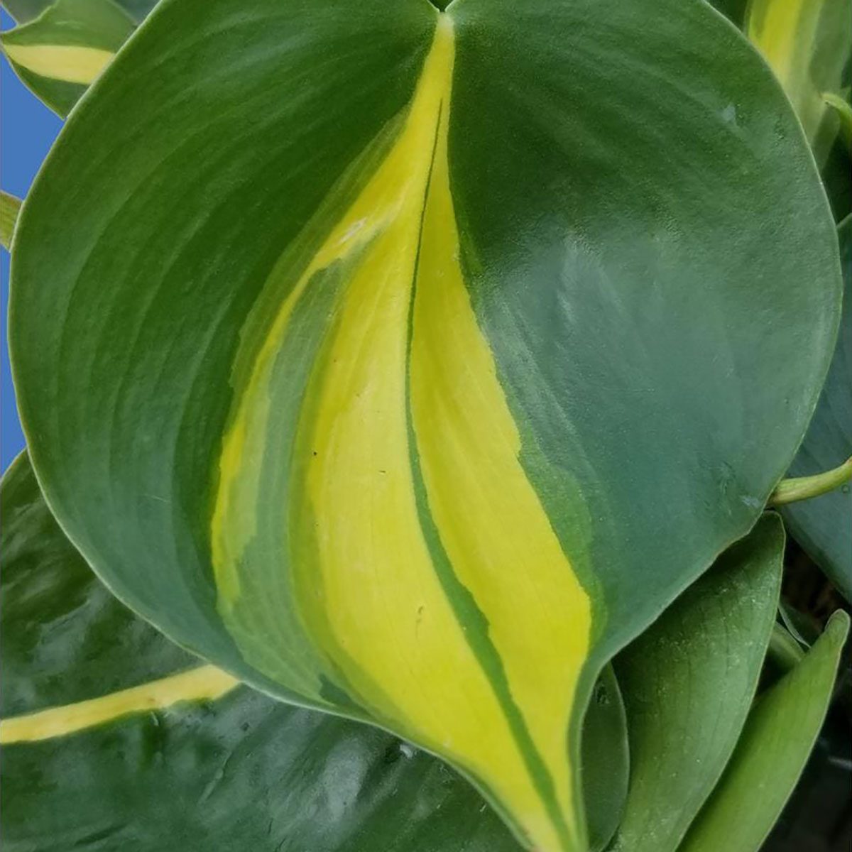 Philodendron