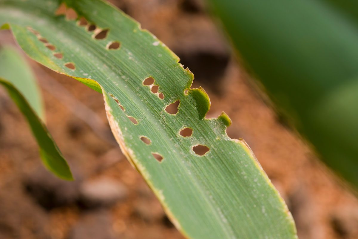 Armyworm Leaf Damage