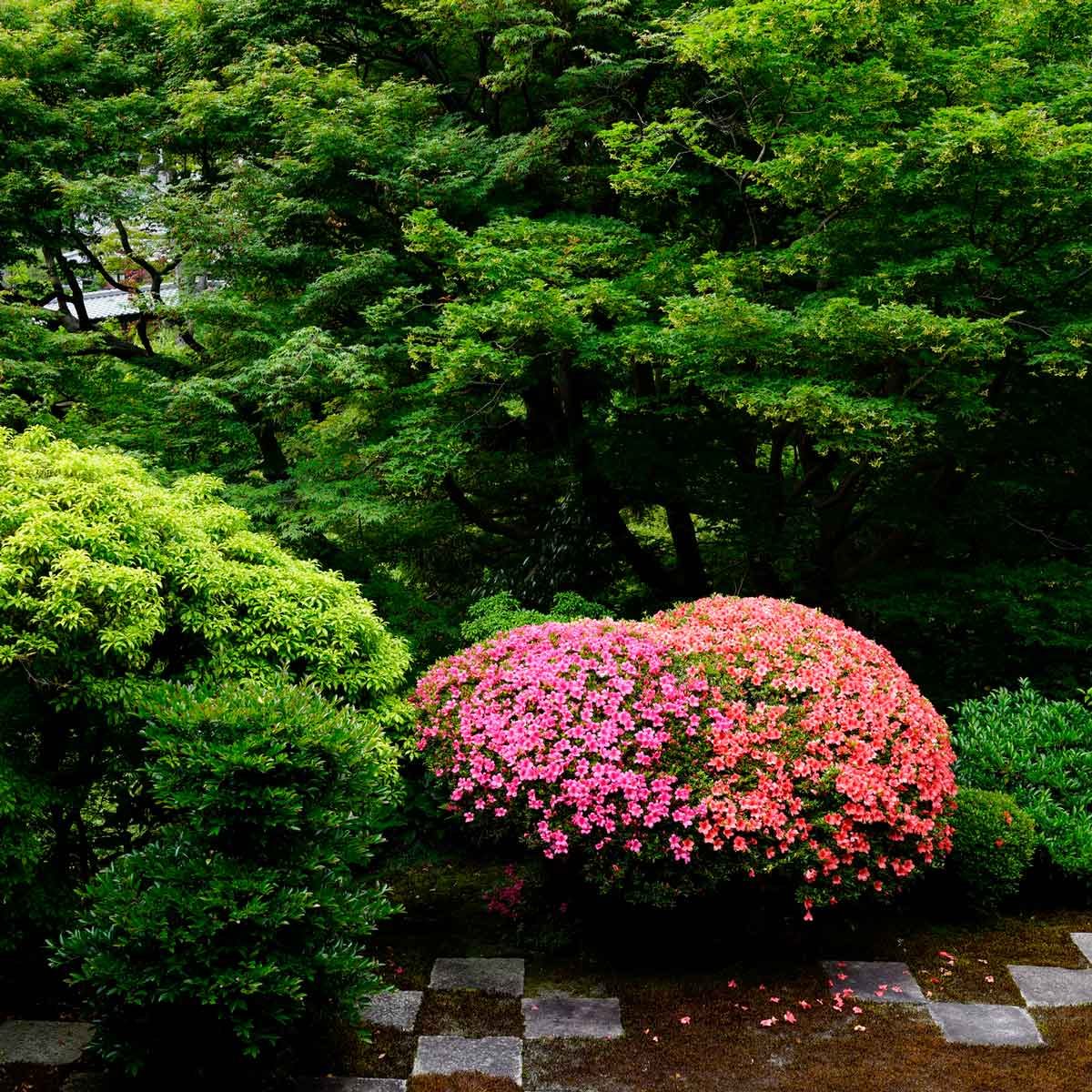 Azalea Companion Plants