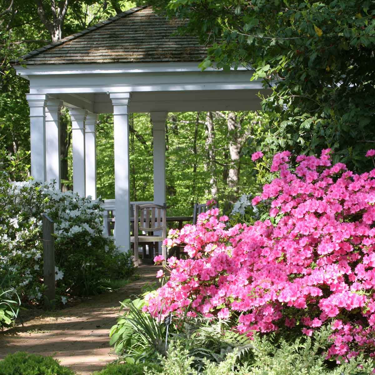 Azalea In Dappled Shade