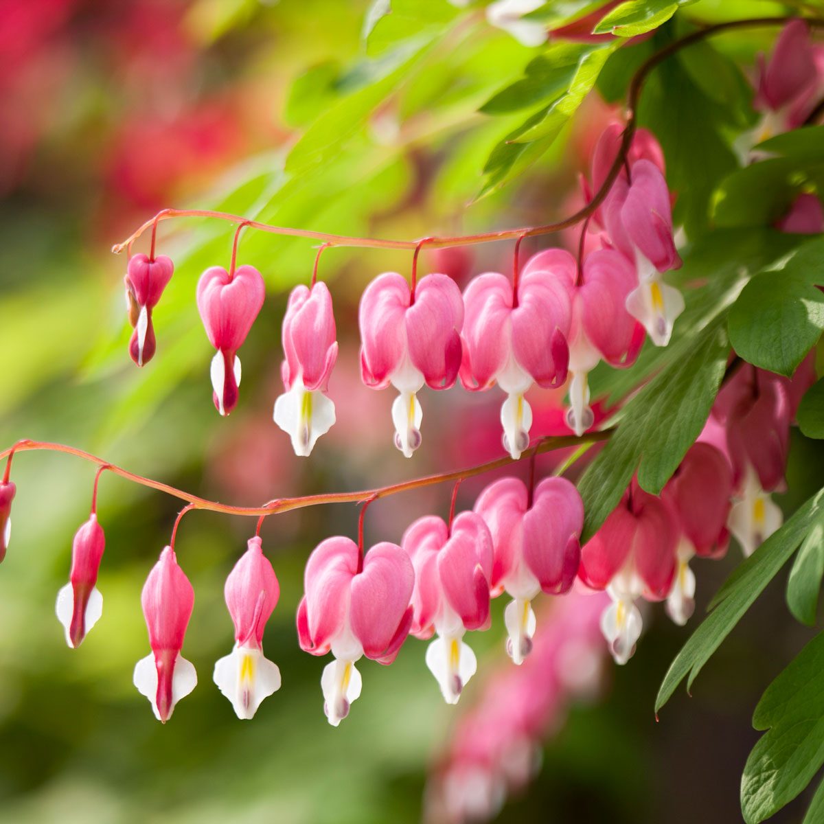 Bleeding Heart