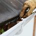 Professional or DIY: Cost to Clean Gutters