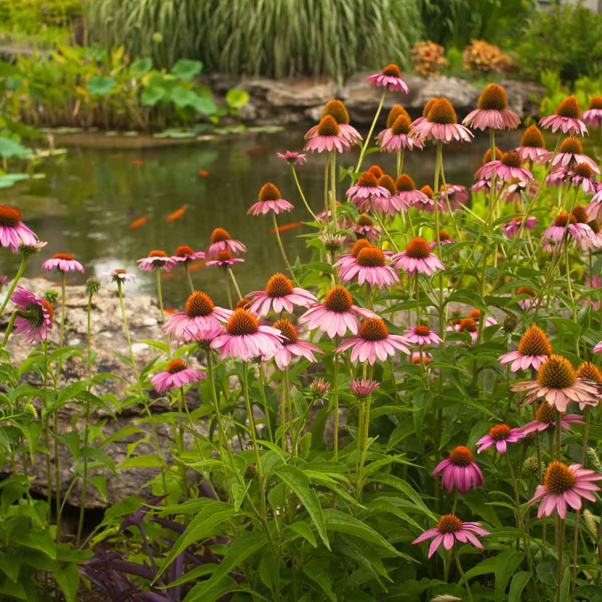 Coneflower