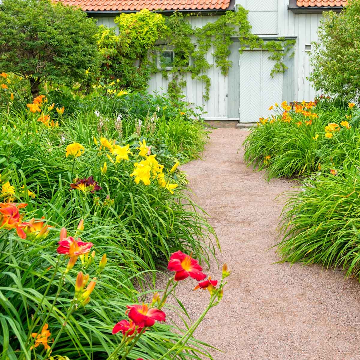 Daylily