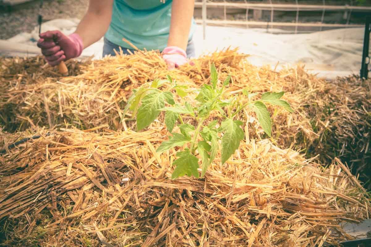 How To Start a Hay Bale Garden