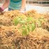 How To Start a Hay Bale Garden