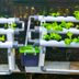 What to Know About Hydroponic Gardens