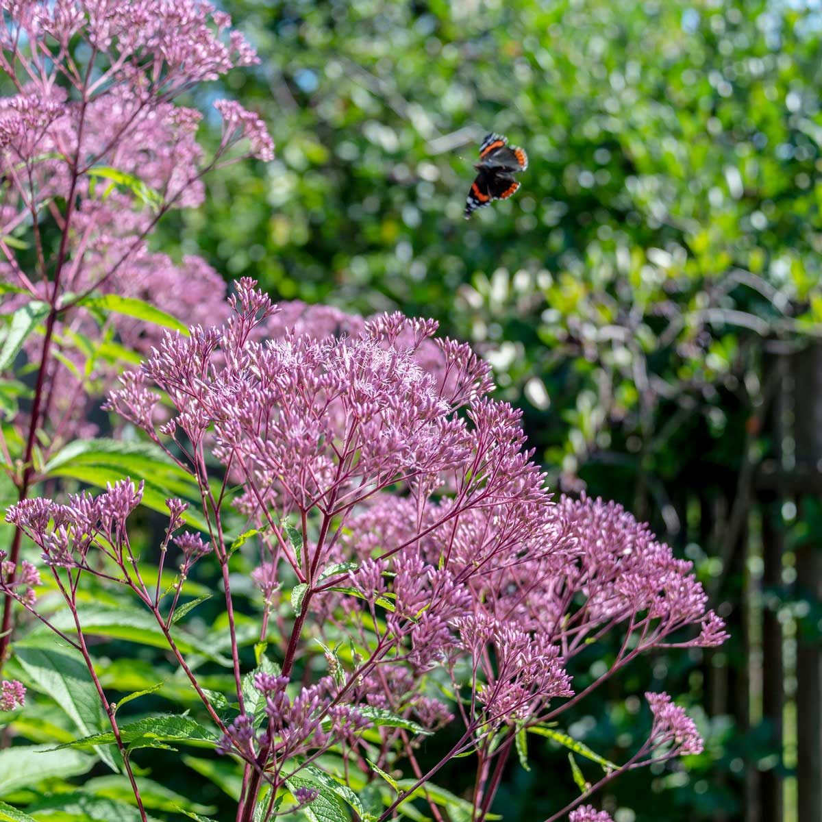 Joe Pye Weed