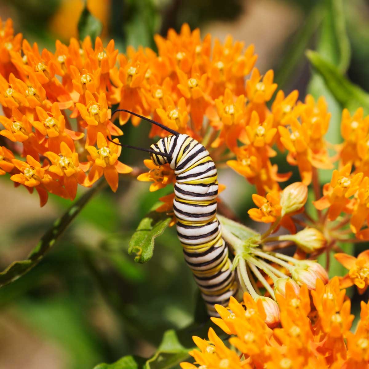 Milkweed