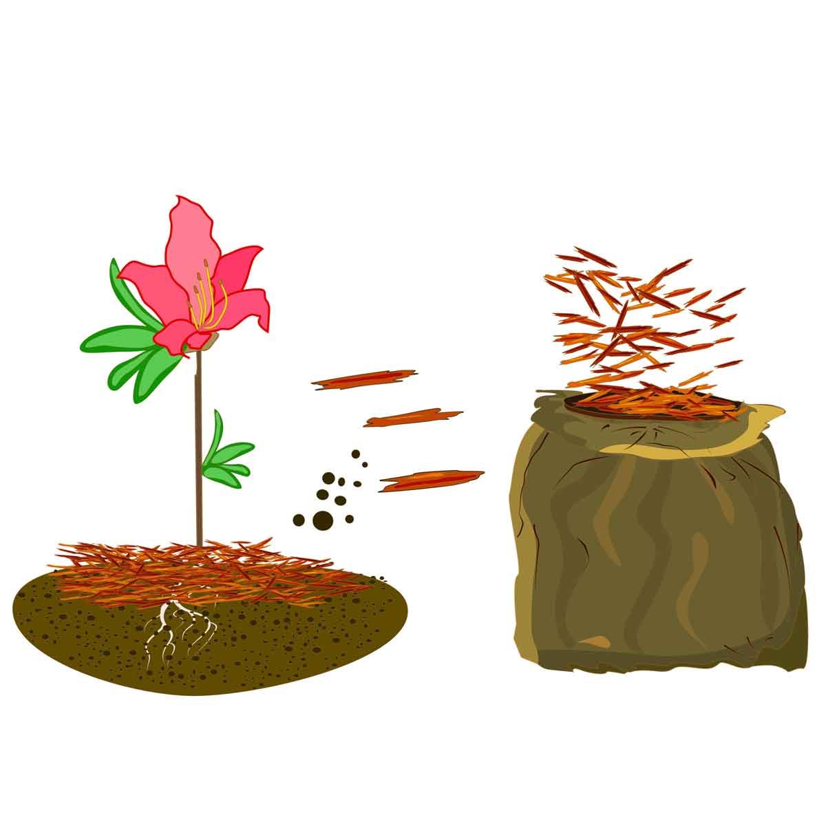 Mulching Azaleas illustration